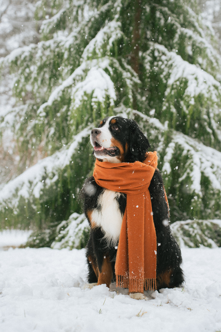 Waffle the Bernese Mountain Dog, Doing Nothing LLC logo